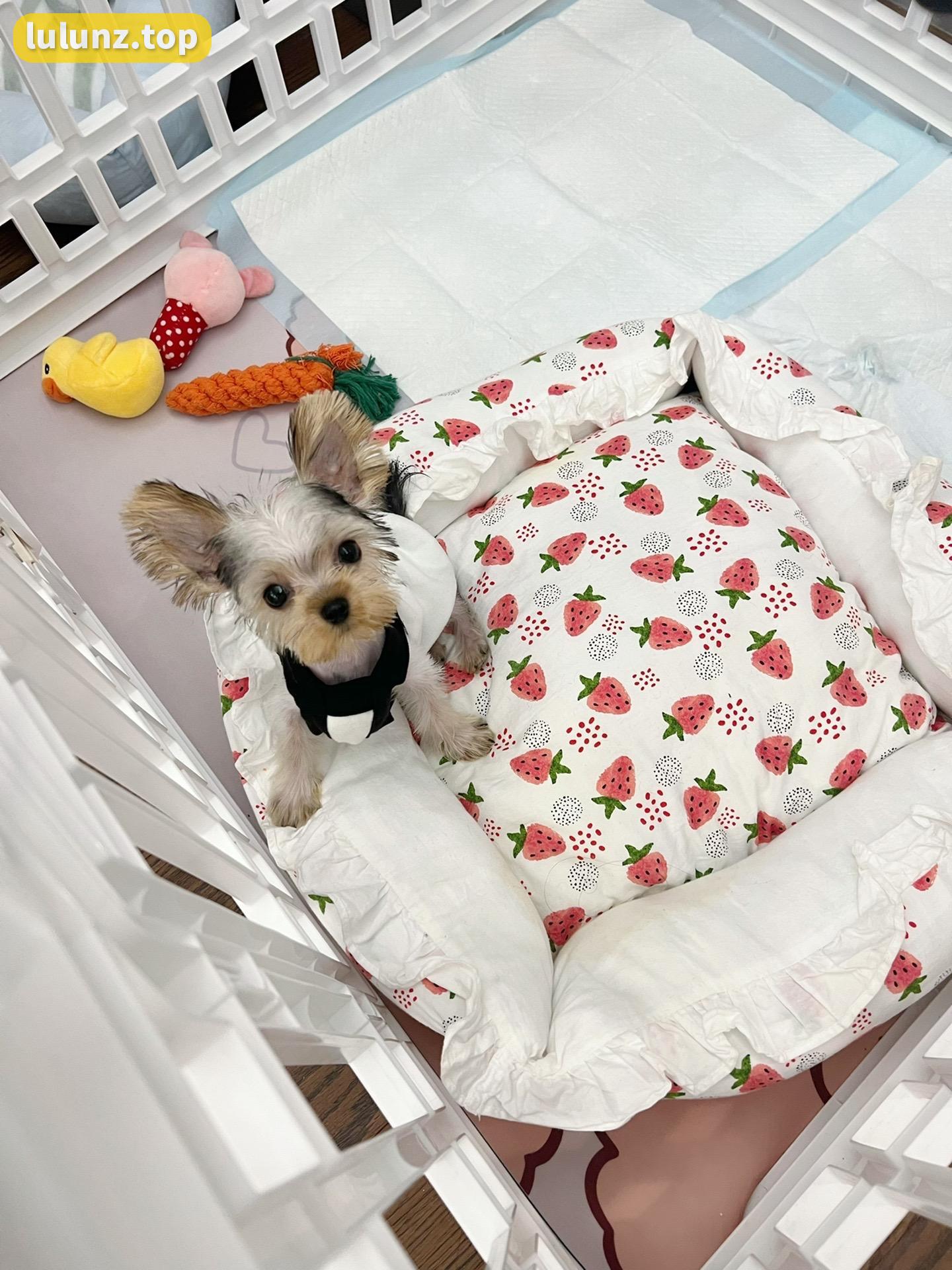 不爱笑的赛琳付费视频流出，豹纹连体衣成亮点