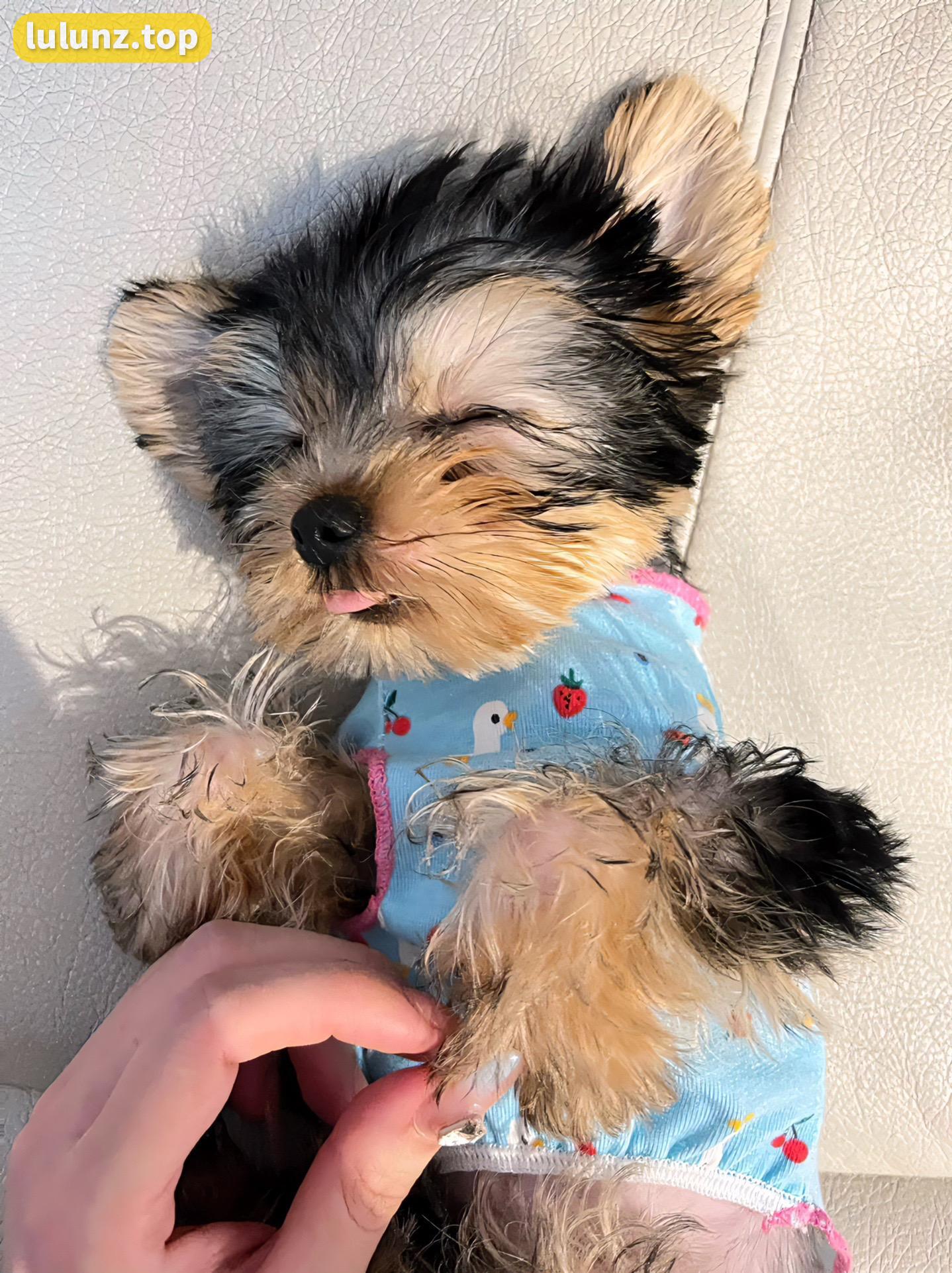 不爱笑的赛琳微密圈精选，最强合集全解析