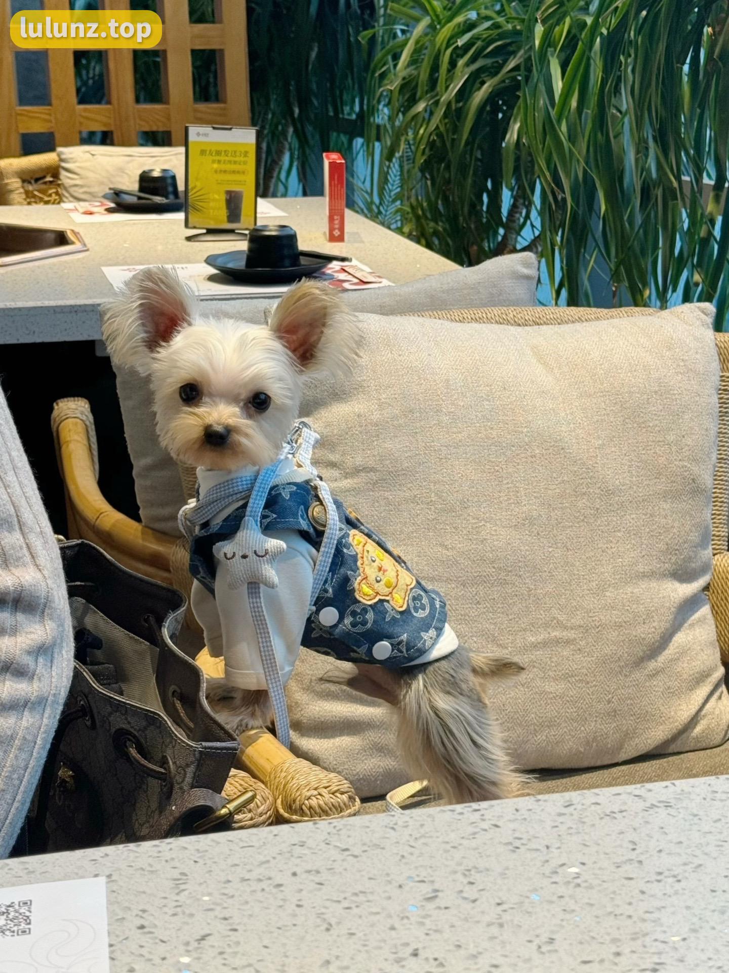 不爱笑的赛琳付费视频流出，豹纹连体衣成亮点