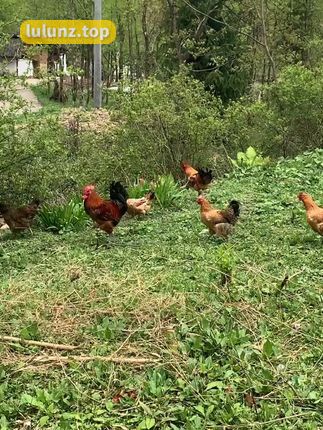 智桃和Lucky的维密资源合集分享，抖音上最火的智桃lucky资源揭秘