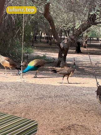 微密圈左公子666健身女神最新视频，健身照合集分享