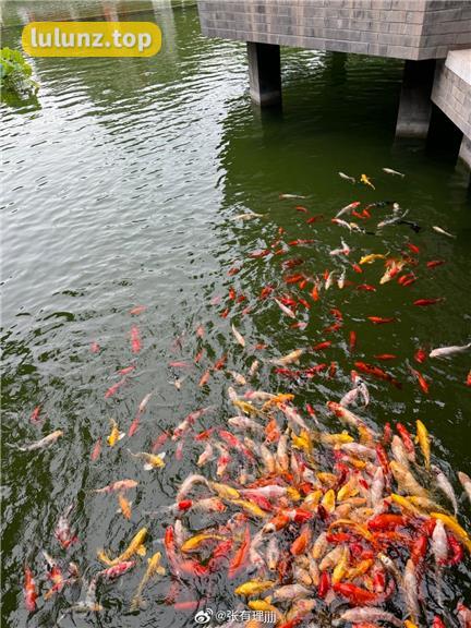 张鑫baby维密图惊艳绽放，微密圈中最具代表性的作品之一