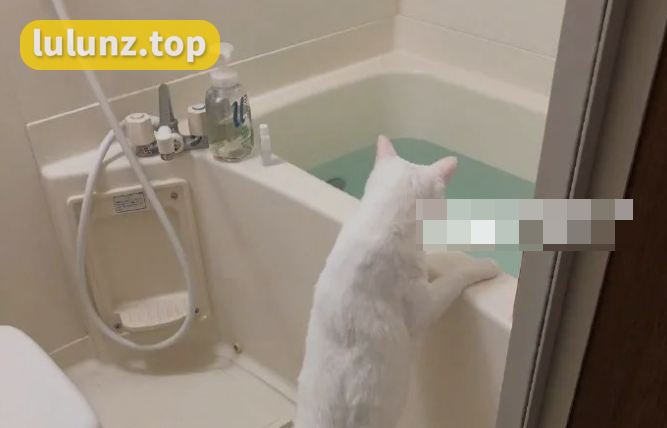 抖音相扑猫浴缸视频什么梗，发生了什么？